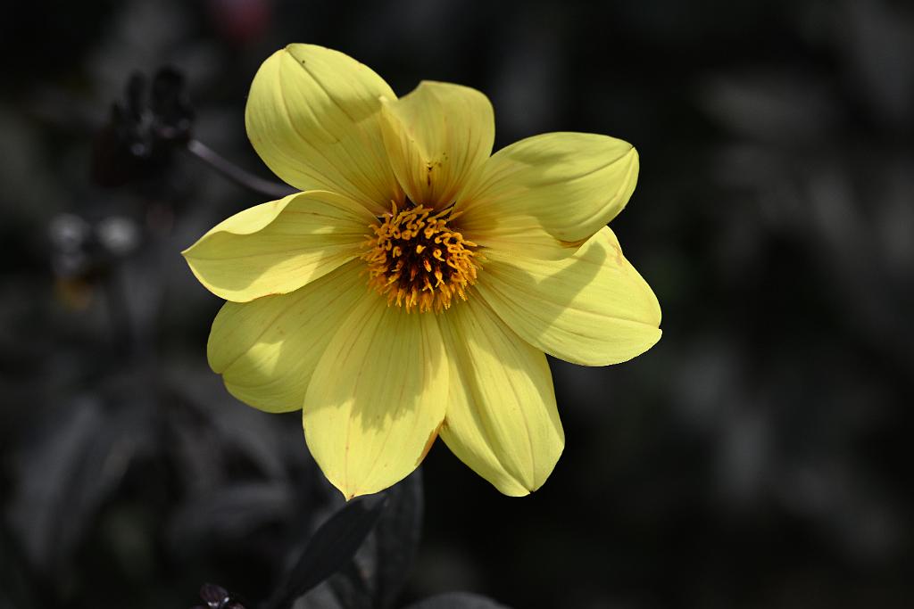 2025-06138921 Tower Hill Botanic Garden, MA.JPG - Dahlia 'Mystic Illusion'. New England Botanic Garden at Tower Hill, MA, 6-13-2025